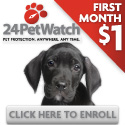 Dog and Cat Health Insurance
